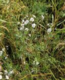 Achillea ptarmica