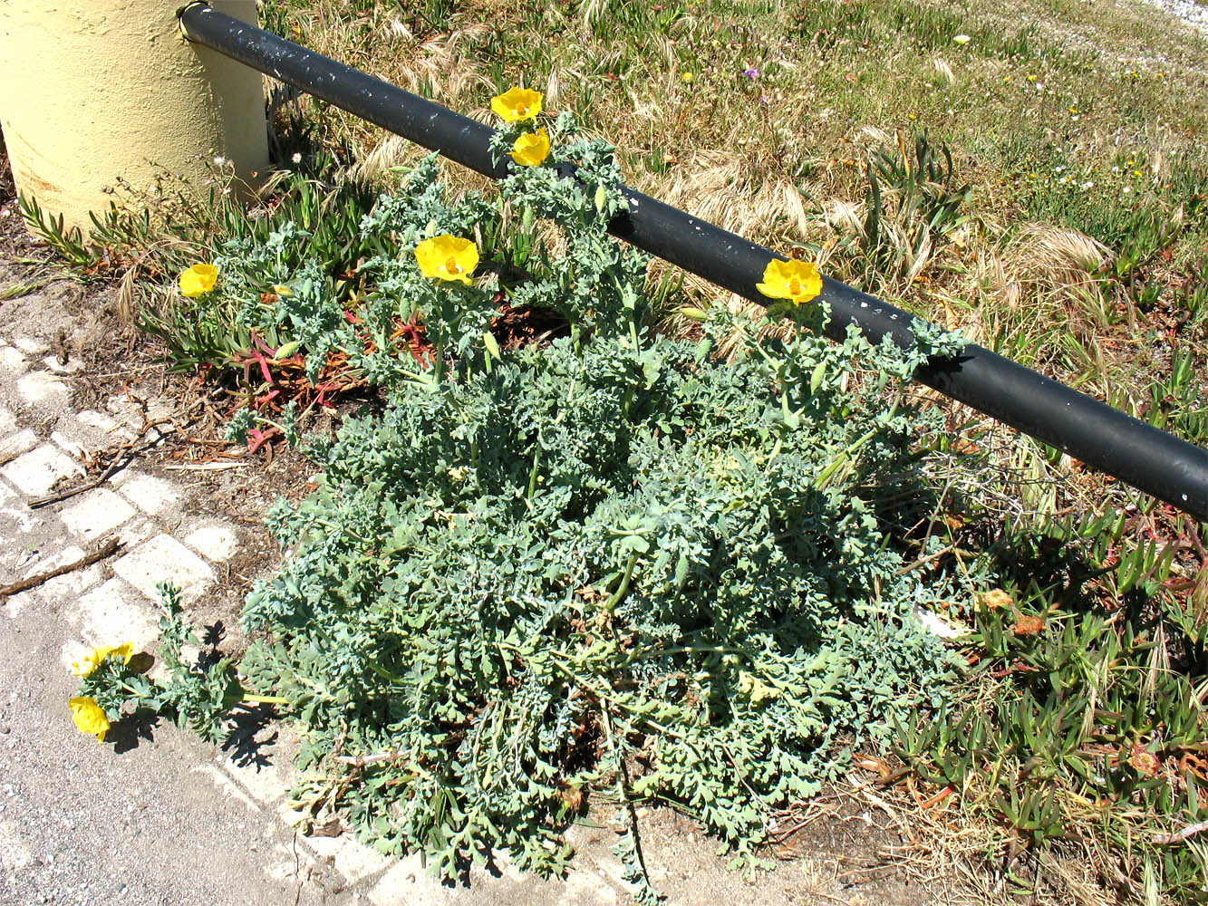 Image of Glaucium flavum specimen.