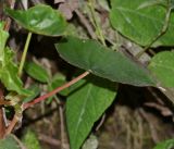 genus Begonia