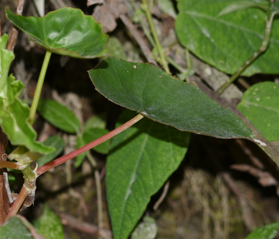 Image of genus Begonia specimen.