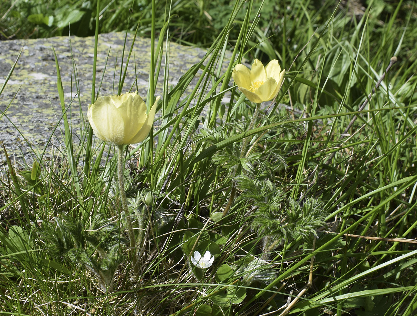 Image of Pulsatilla alpina ssp. apiifolia specimen.