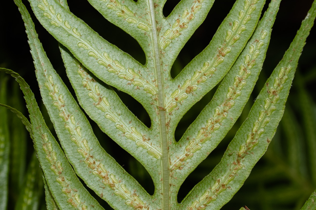 Image of Woodwardia prolifera specimen.