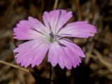 Dianthus diffusus. Цветок. Греция, Эгейское море, о. Сирос, юго-восточное побережье, пустынный высокий берег. 20.04.2021.