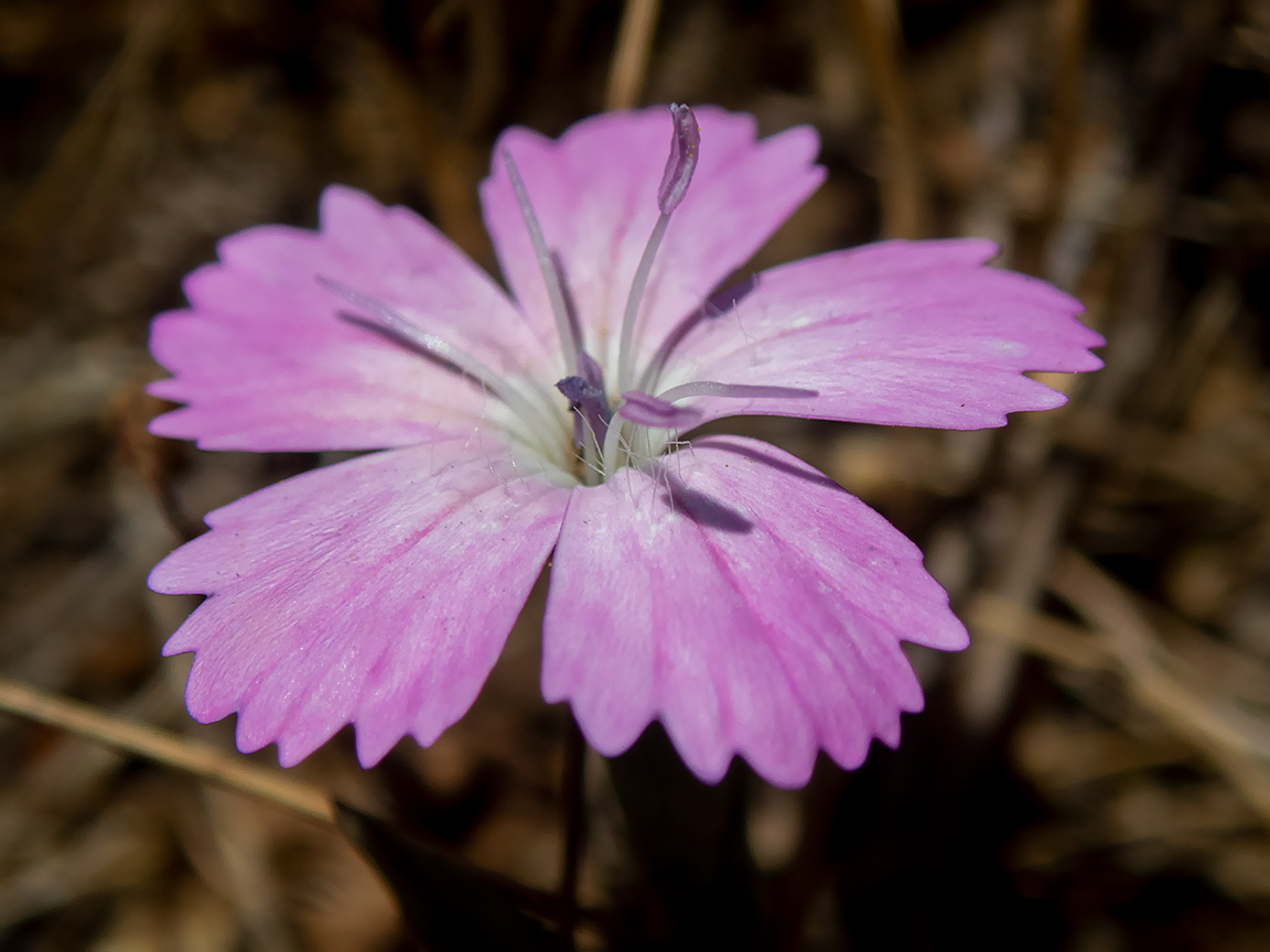 Изображение особи Dianthus diffusus.