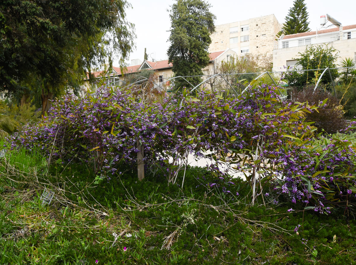 Image of Hardenbergia violacea specimen.