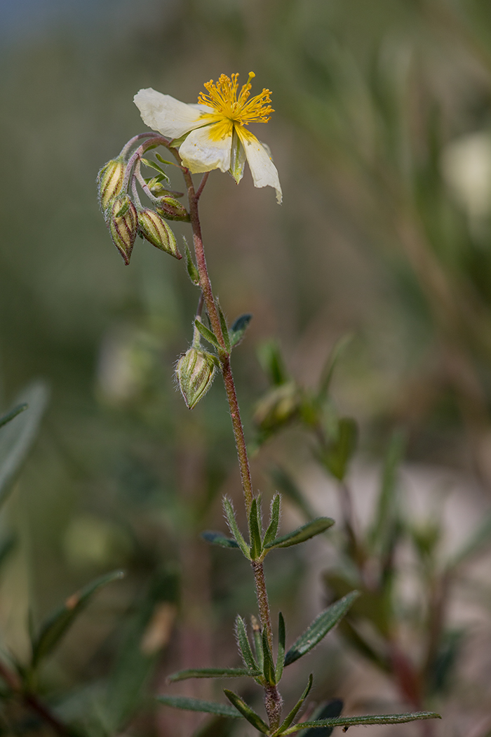 Image of Helianthemum salicifolium specimen.