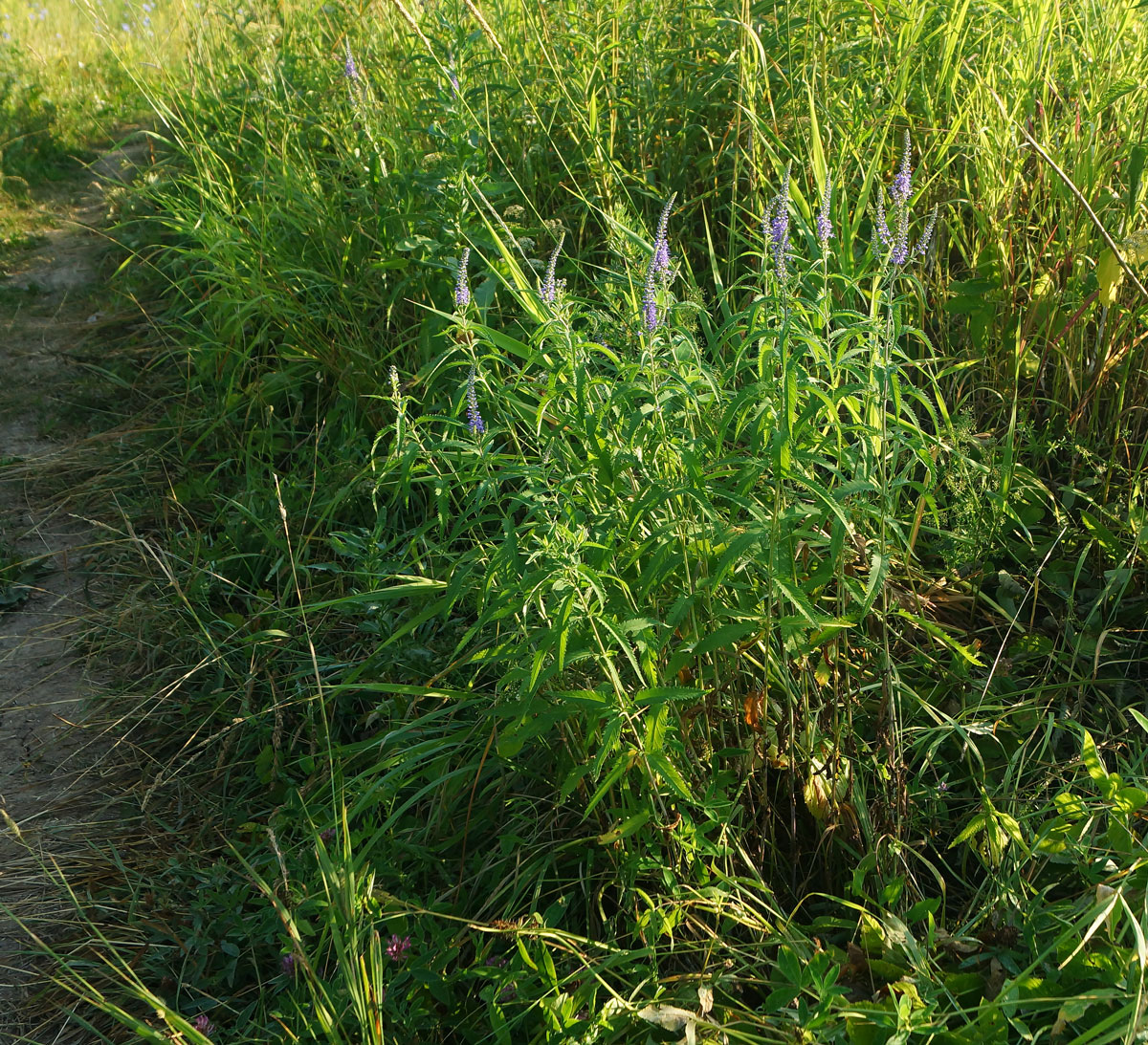 Изображение особи Veronica longifolia.