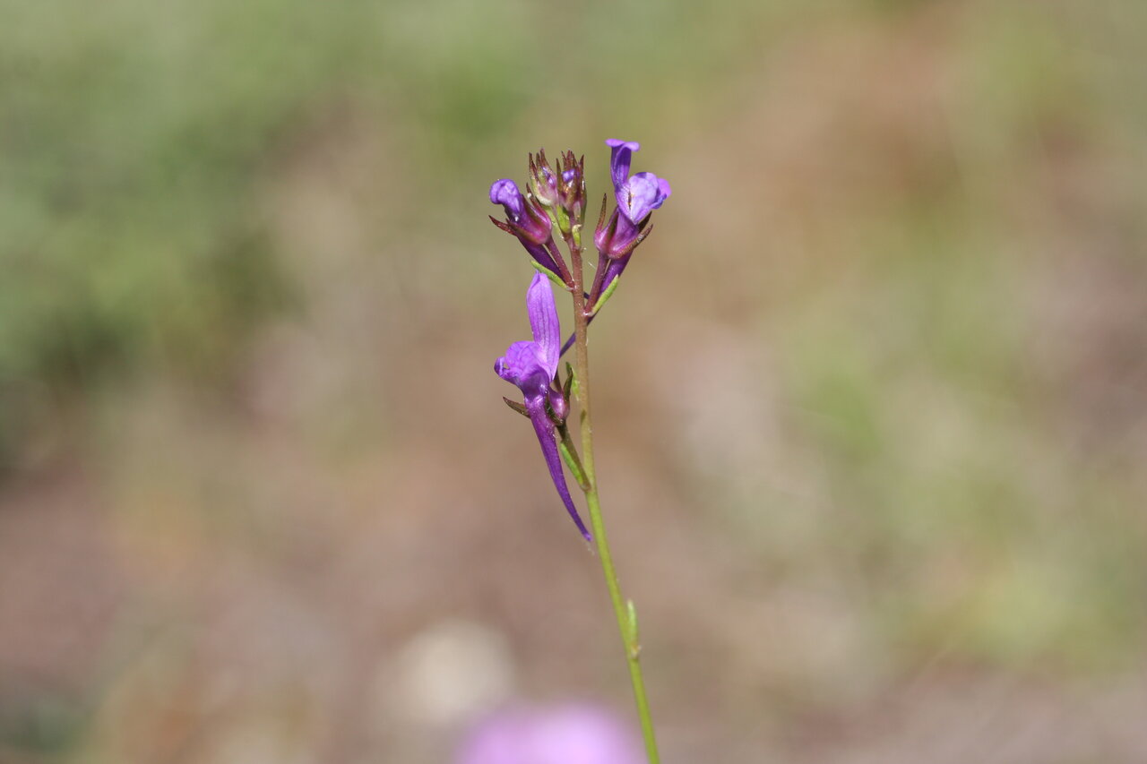 Изображение особи Linaria pelisseriana.