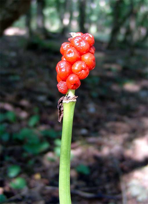 Image of Arum orientale specimen.