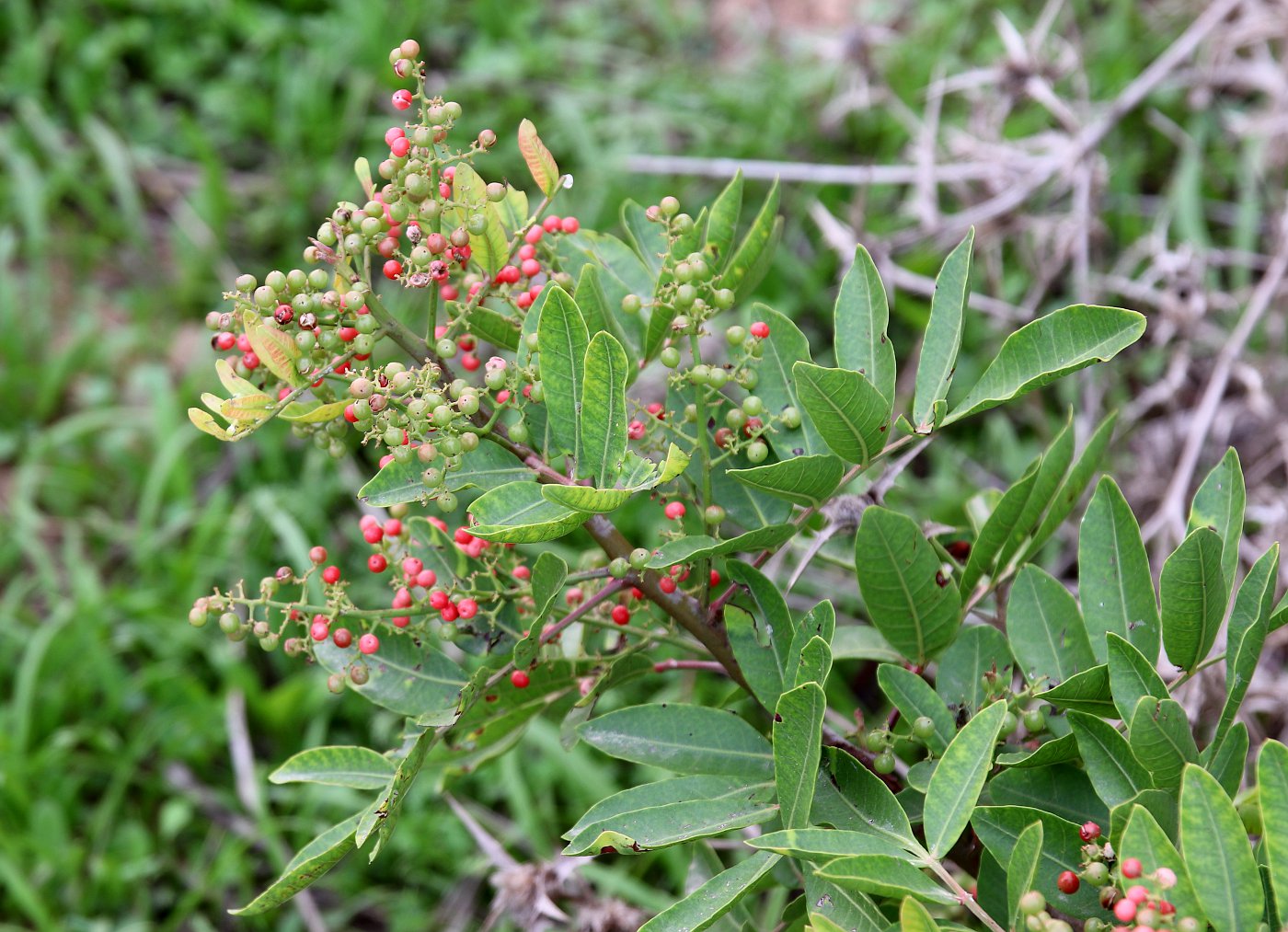 Image of Pistacia atlantica specimen.