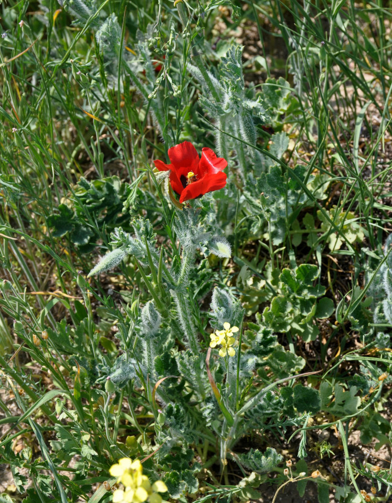 Image of Glaucium corniculatum specimen.