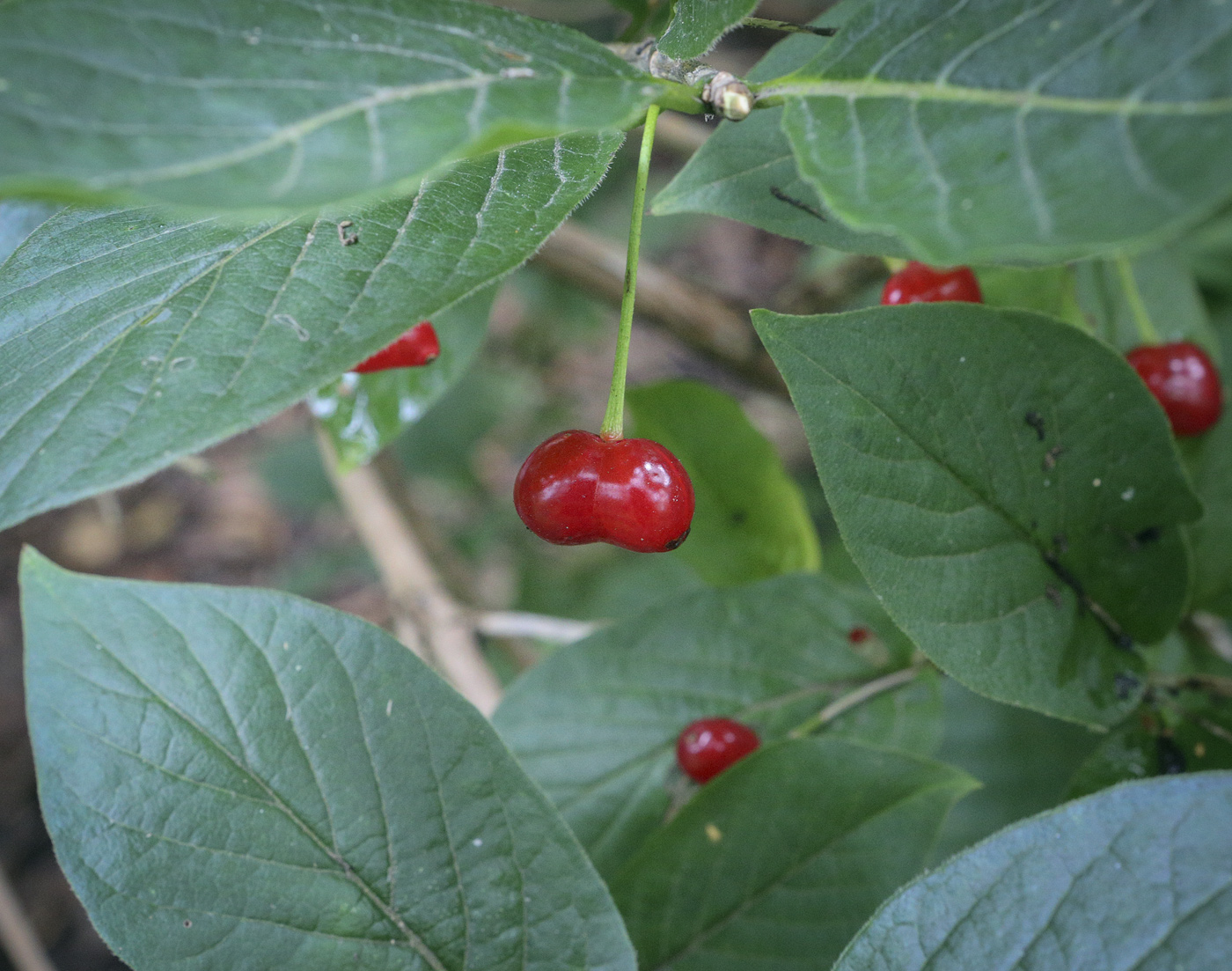 Image of Lonicera alpigena specimen.