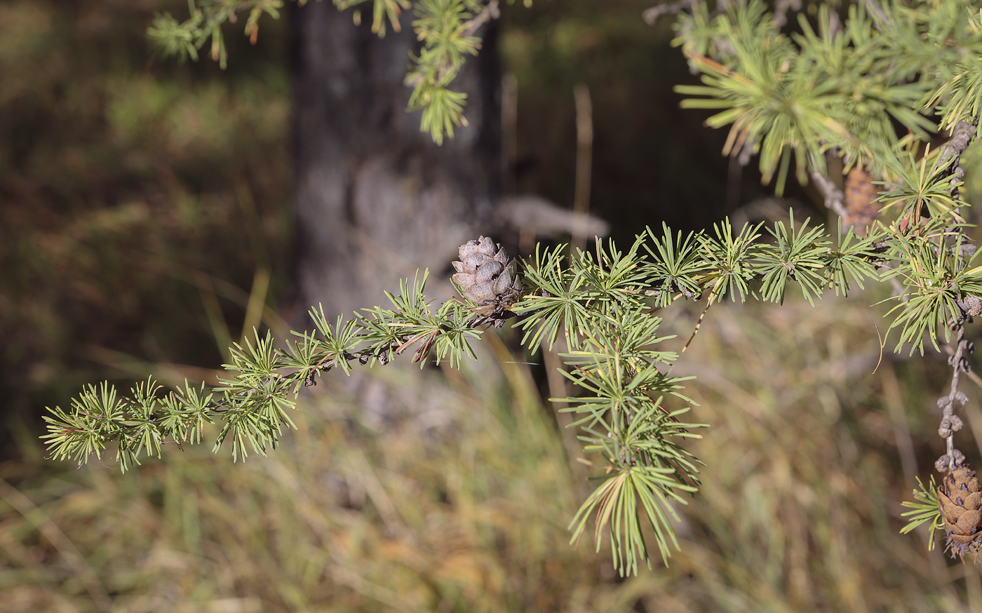 Image of Larix sibirica specimen.