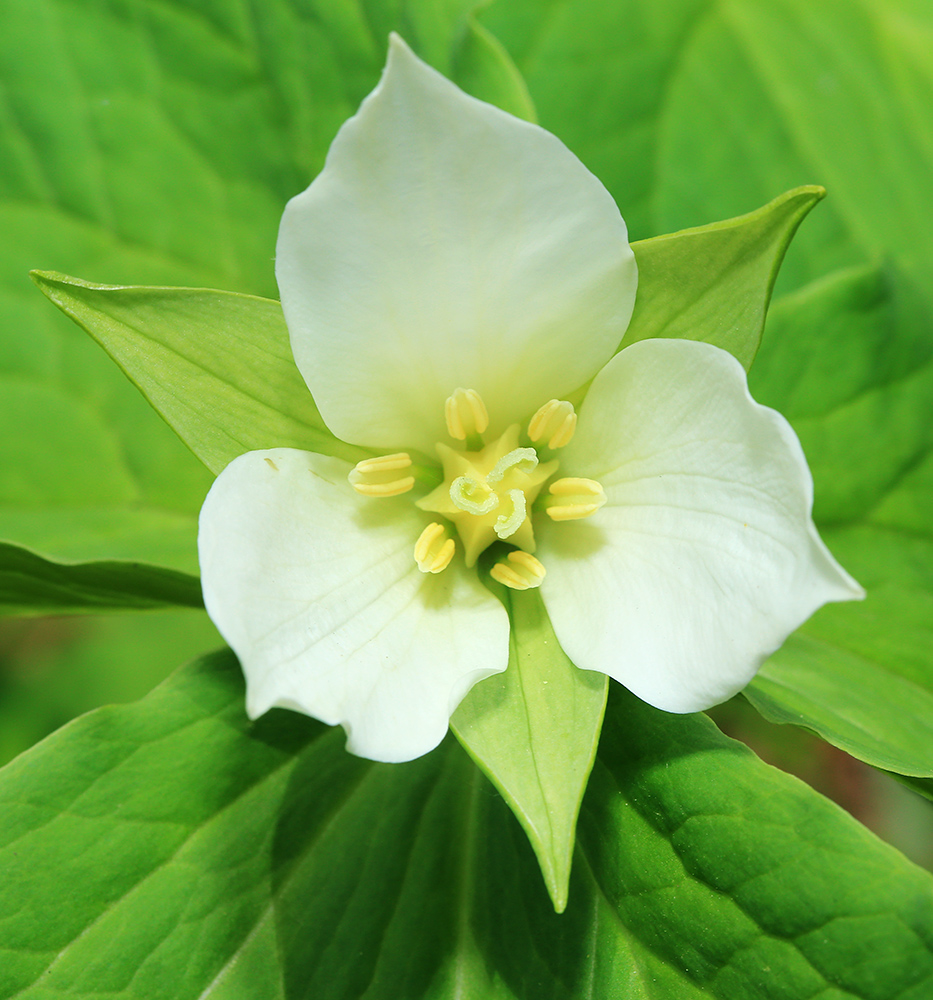 Image of Trillium &times; komarovii specimen.