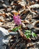 Corydalis solida