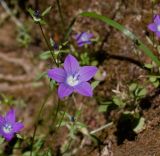 Campanula sidoniensis