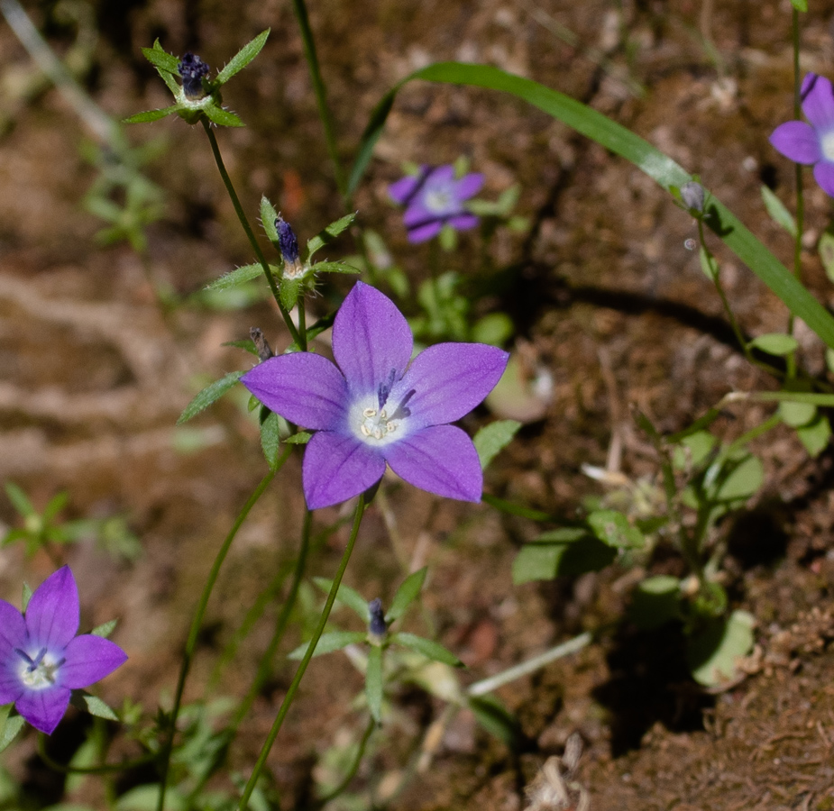 Image of Campanula sidoniensis specimen.