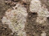 genus Lecanora. Талломы с апотециями на упавшем стволе старой ольхи Alnus glutinosa. Московская обл., Одинцовский р-н, окр. г. Кубинка, берег мелкого ручья. 15.04.2022.