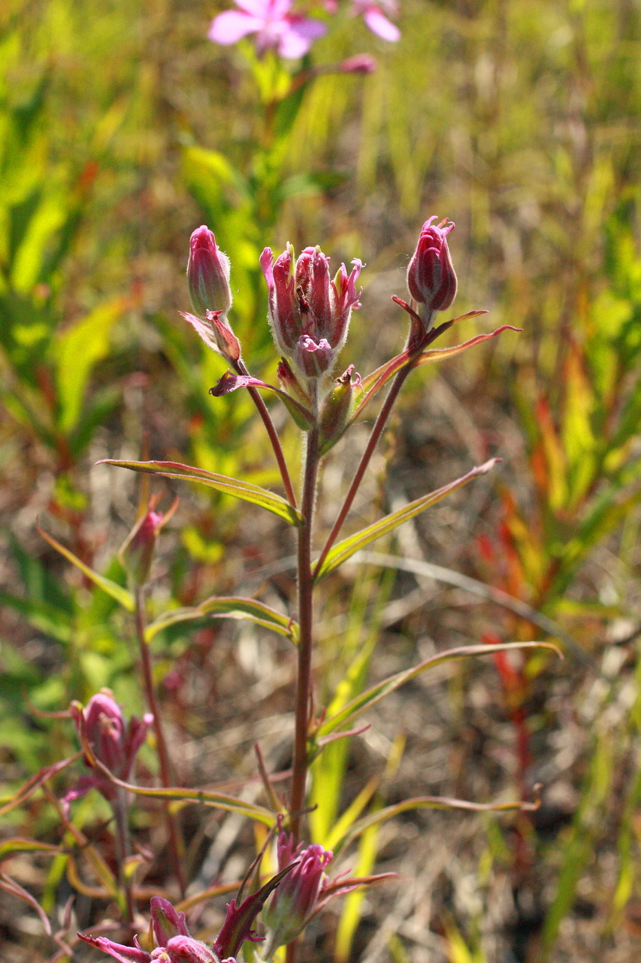 Изображение особи Castilleja rubra.