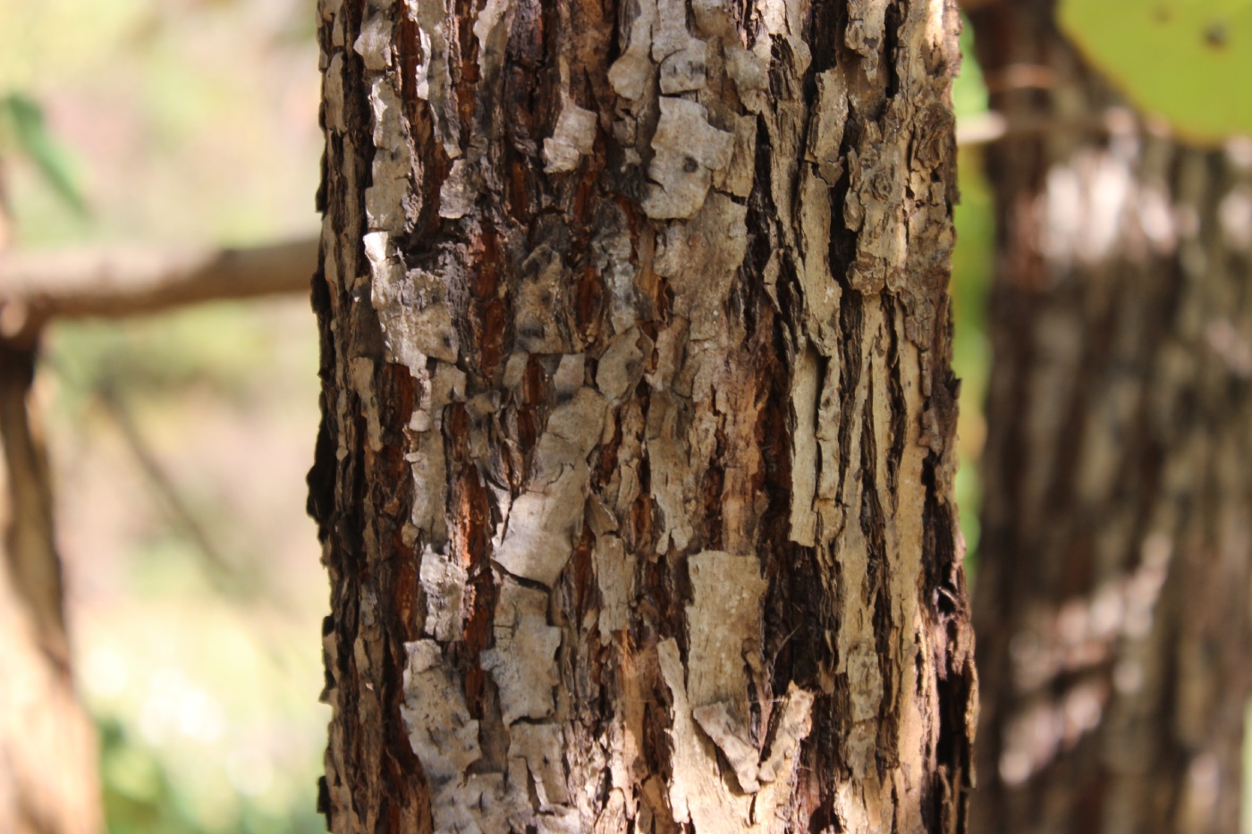 Image of Tilia paucicostata specimen.