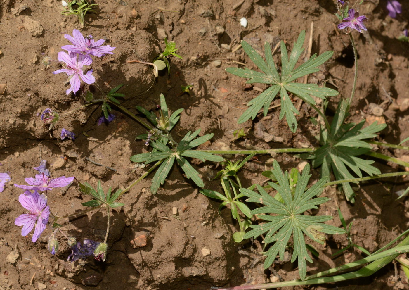 Image of Geranium transversale specimen.