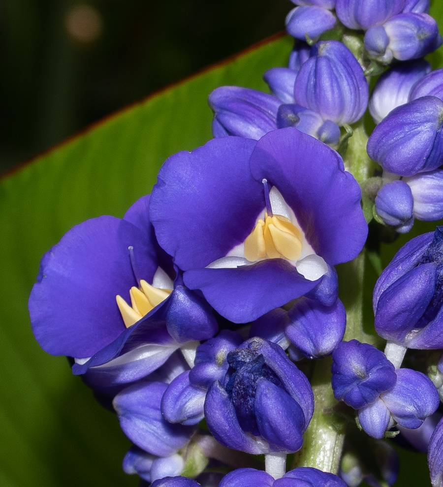 Изображение особи Dichorisandra thyrsiflora.