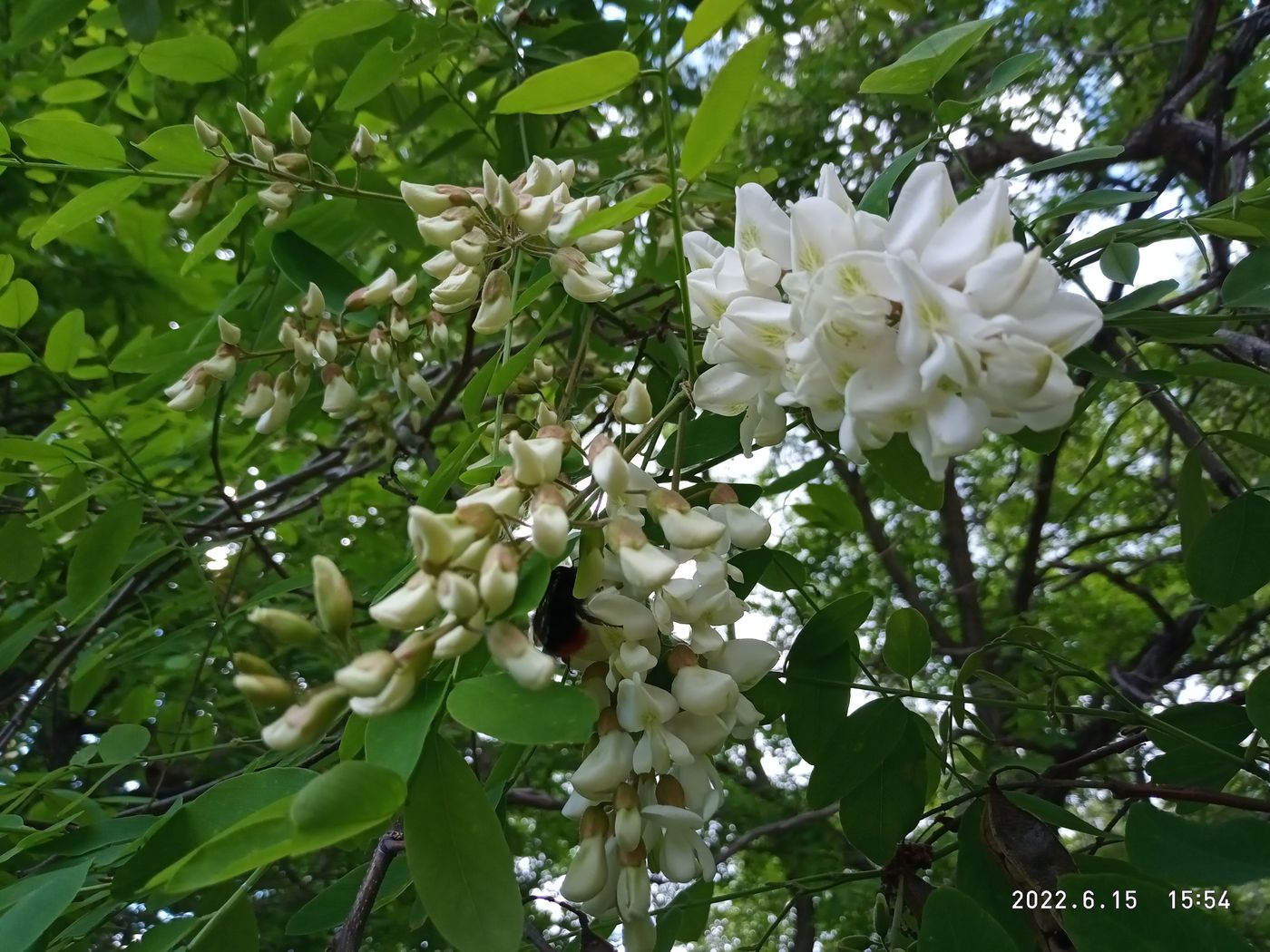 Изображение особи Robinia pseudoacacia.