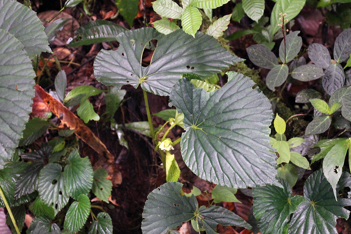 Image of genus Begonia specimen.