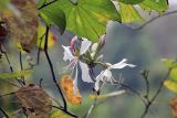 род Bauhinia. Соцветие с цветками и бутонами и листья. Китай, провинции Юньнань, р-н Сишуанбаньна, национальный парк \"Xishuangbanna Wild Elephant Valley\" (\"Долина диких слонов\"). 03.03.2017.