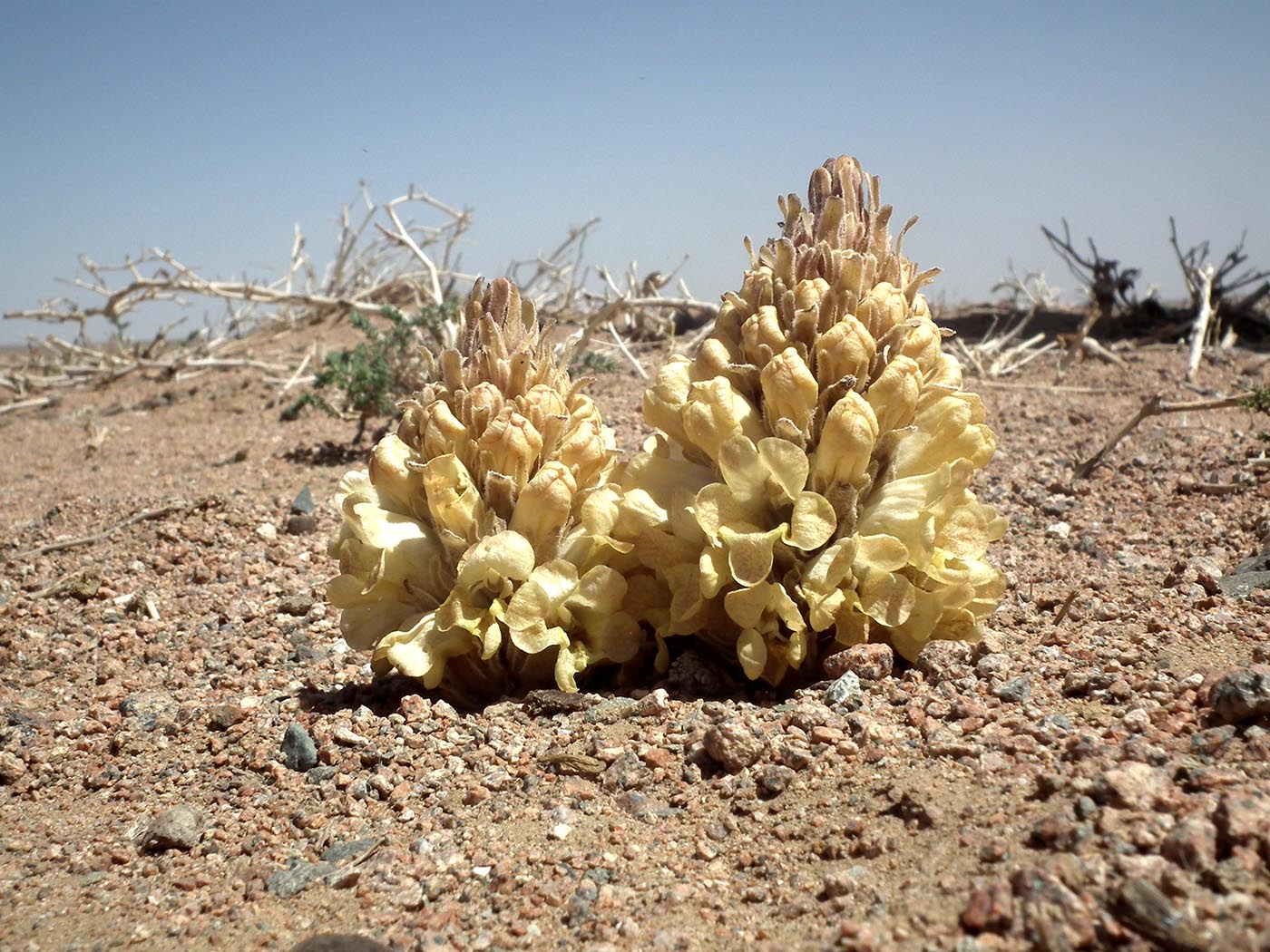 Изображение особи Cistanche deserticola.