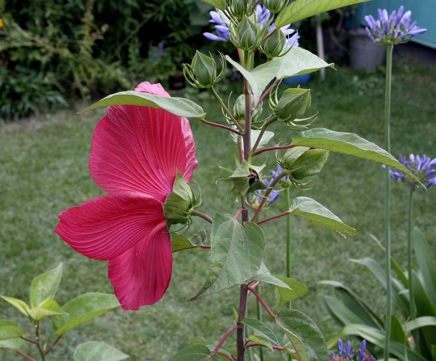 Изображение особи Hibiscus palustris.