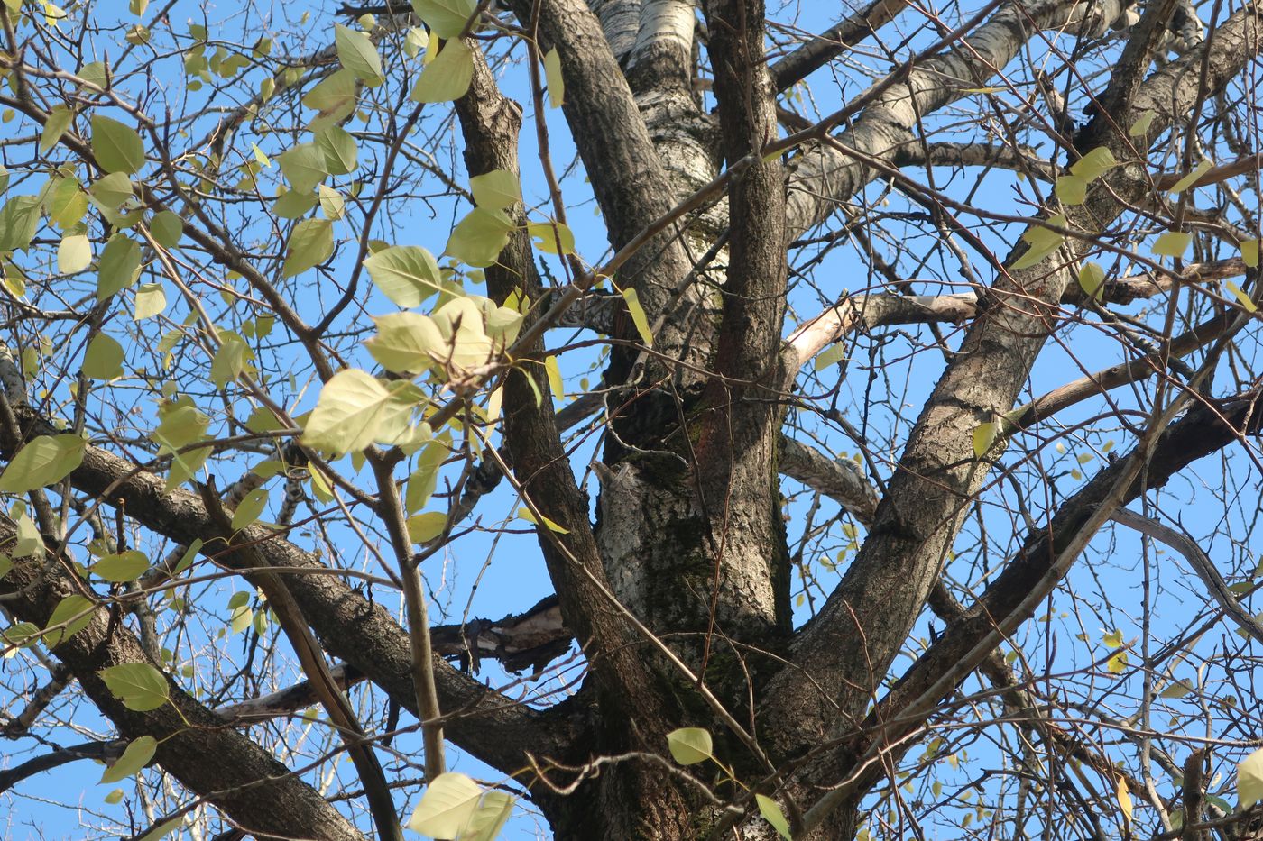 Image of genus Populus specimen.