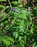 Lathyrus frolovii