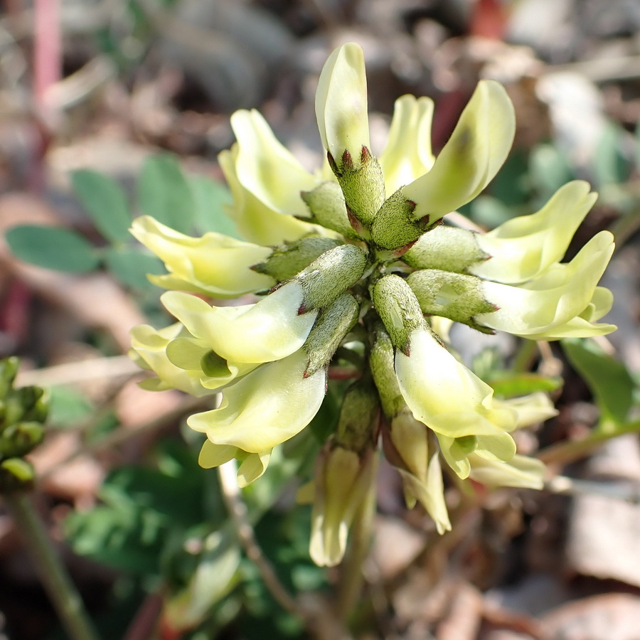 Изображение особи Astragalus schelichowii.