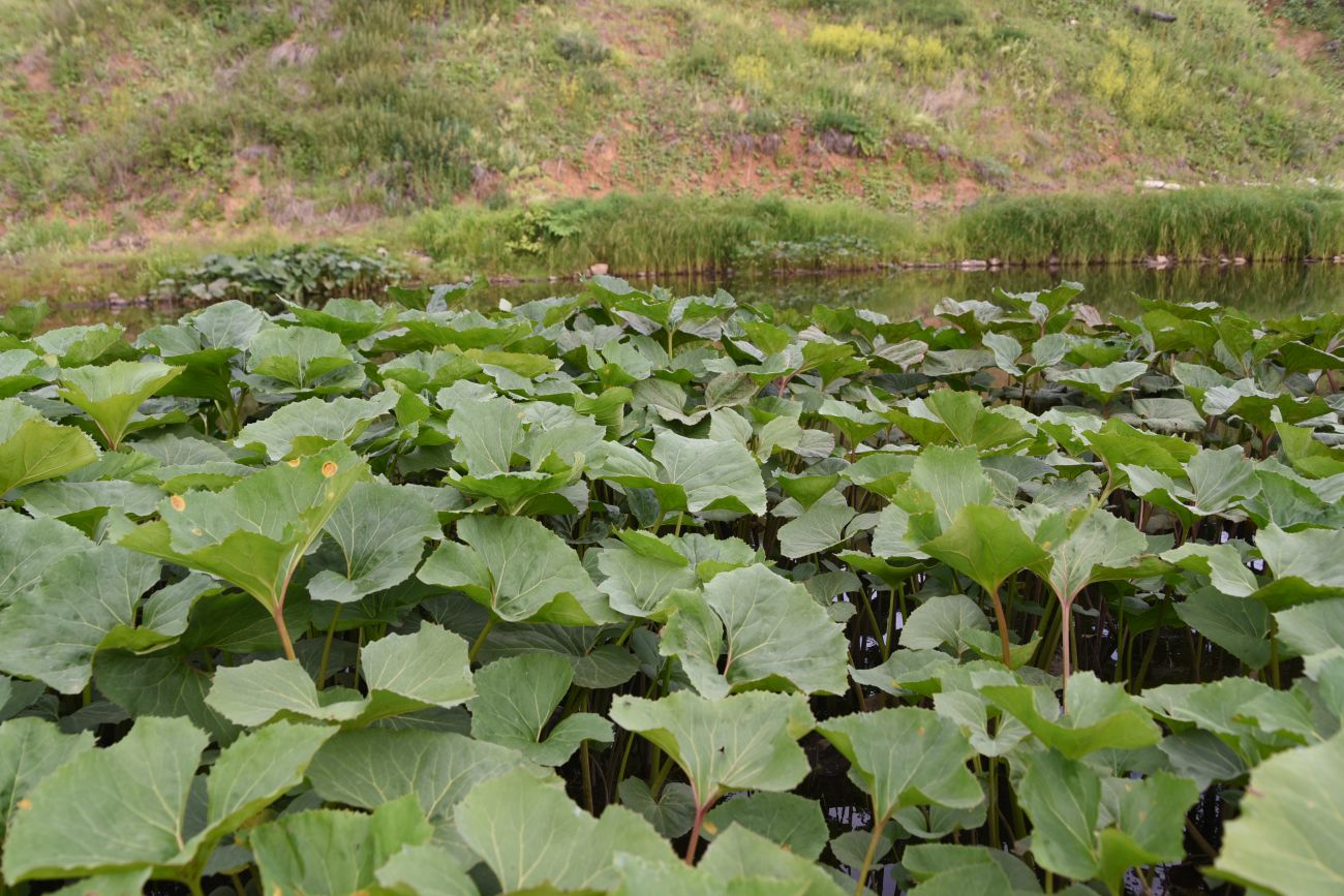 Изображение особи Petasites spurius.