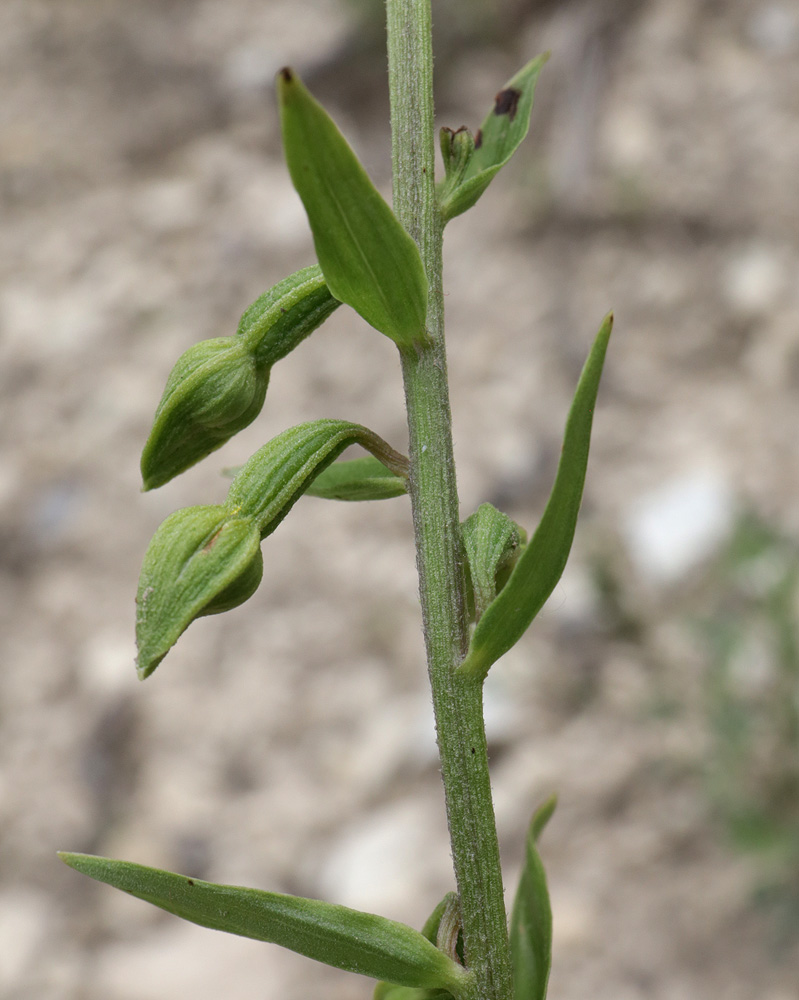 Image of Epipactis persica specimen.