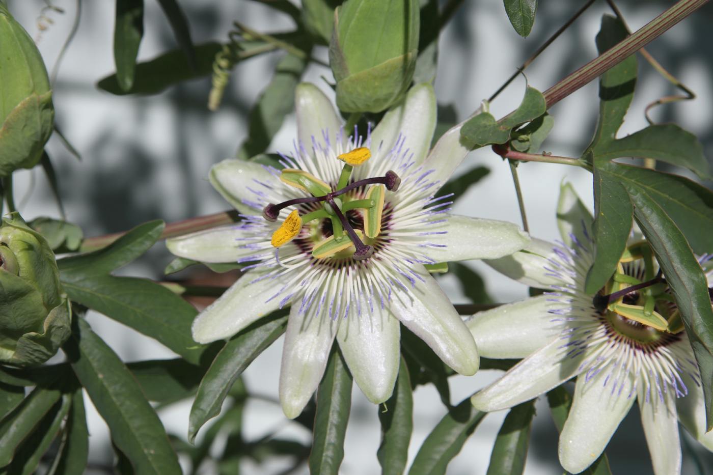 Изображение особи Passiflora caerulea.