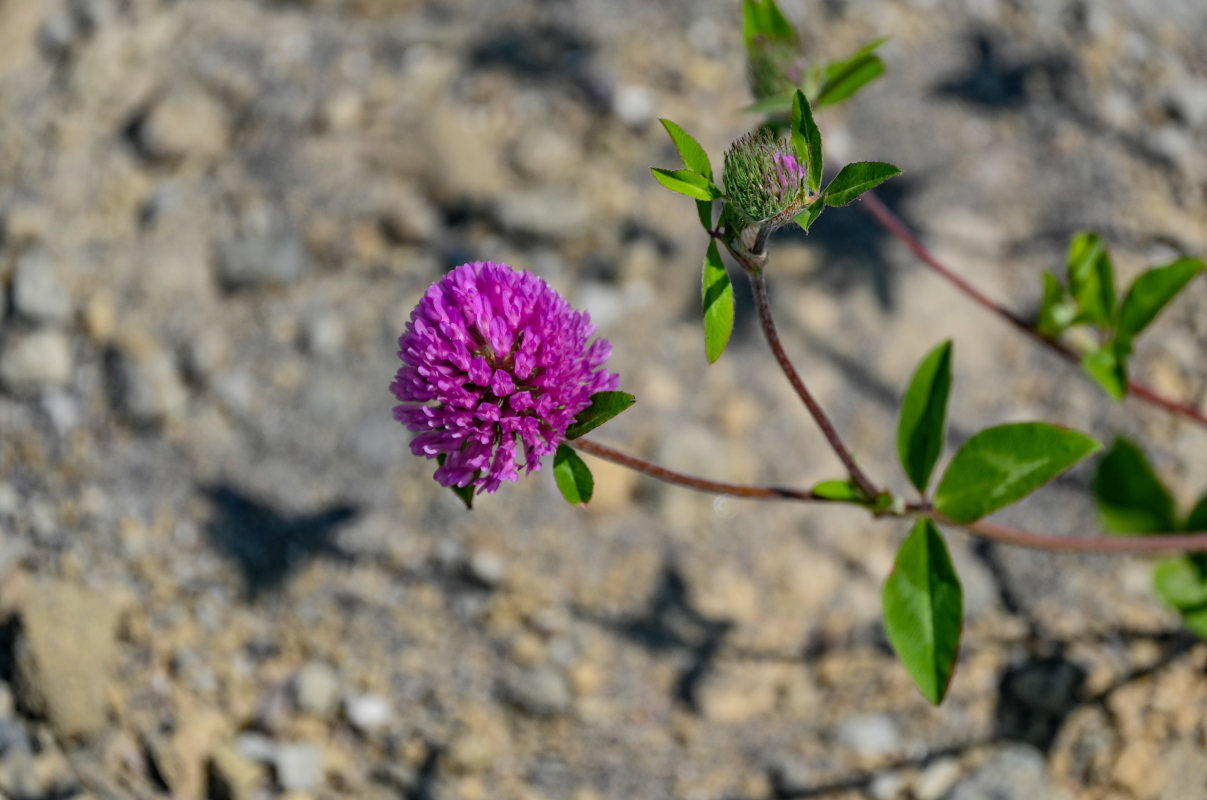 Image of Trifolium pratense specimen.