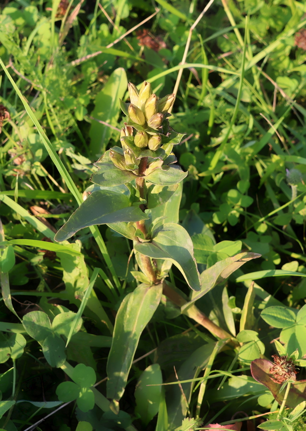 Image of Gentiana cruciata specimen.