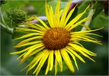 Inula helenium