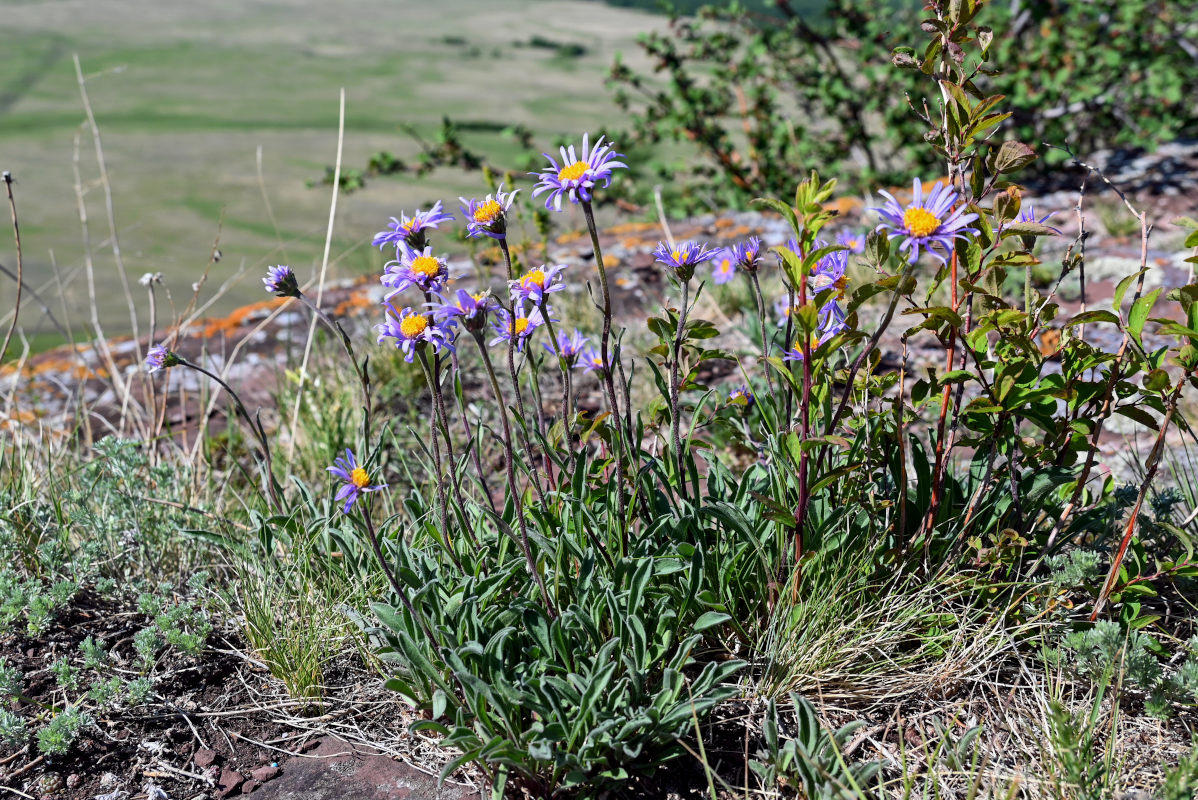 Изображение особи Aster alpinus.