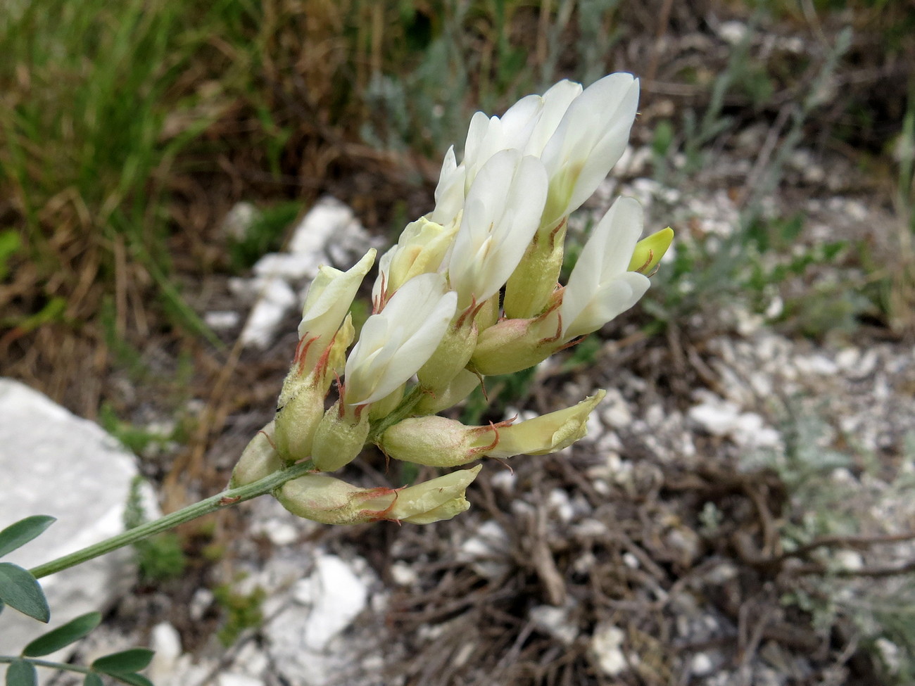 Image of Astragalus albicaulis specimen.