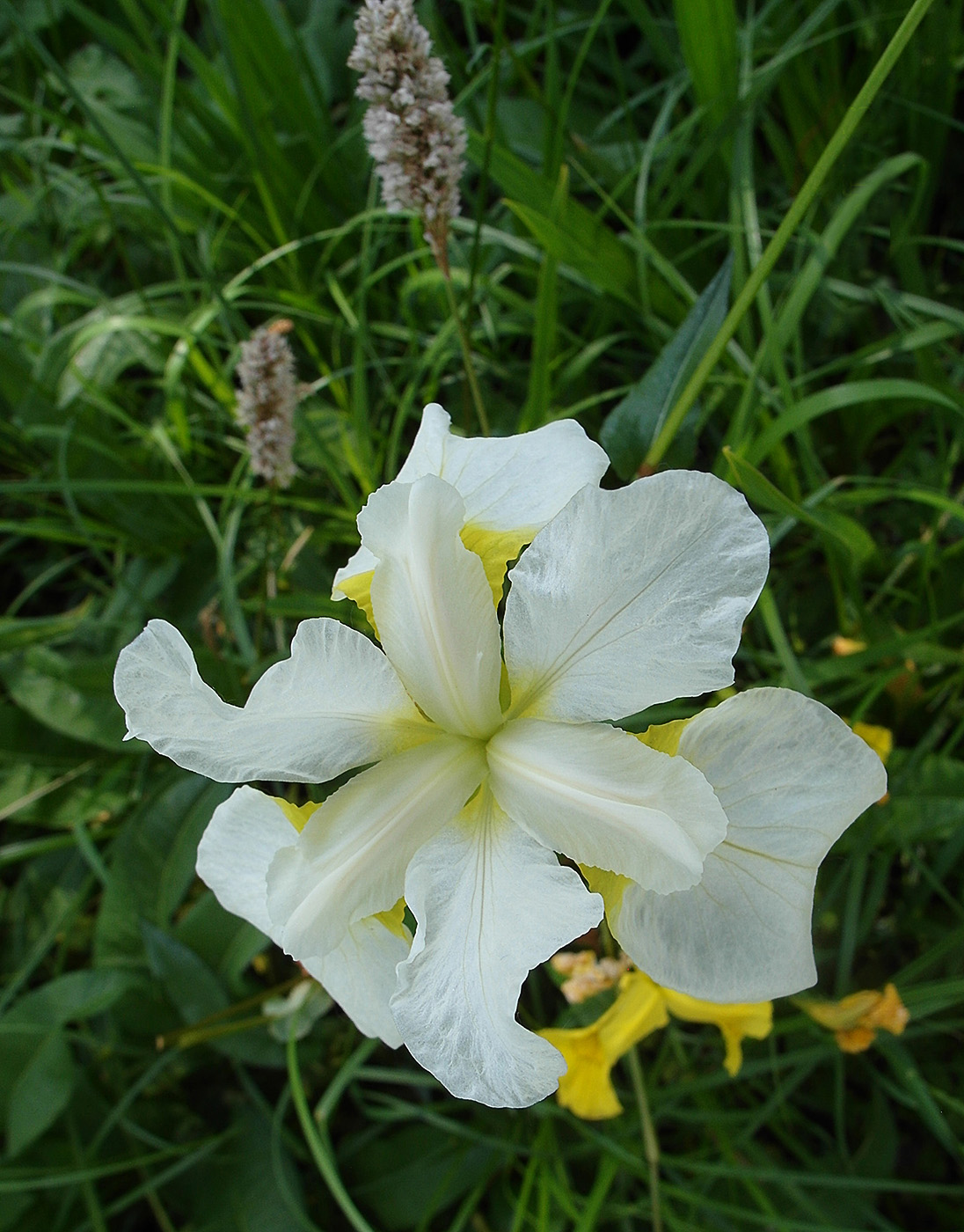 Image of Iris sanguinea specimen.