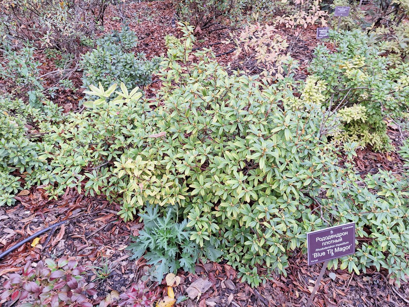 Image of Rhododendron impeditum specimen.