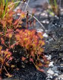 Drosera rotundifolia