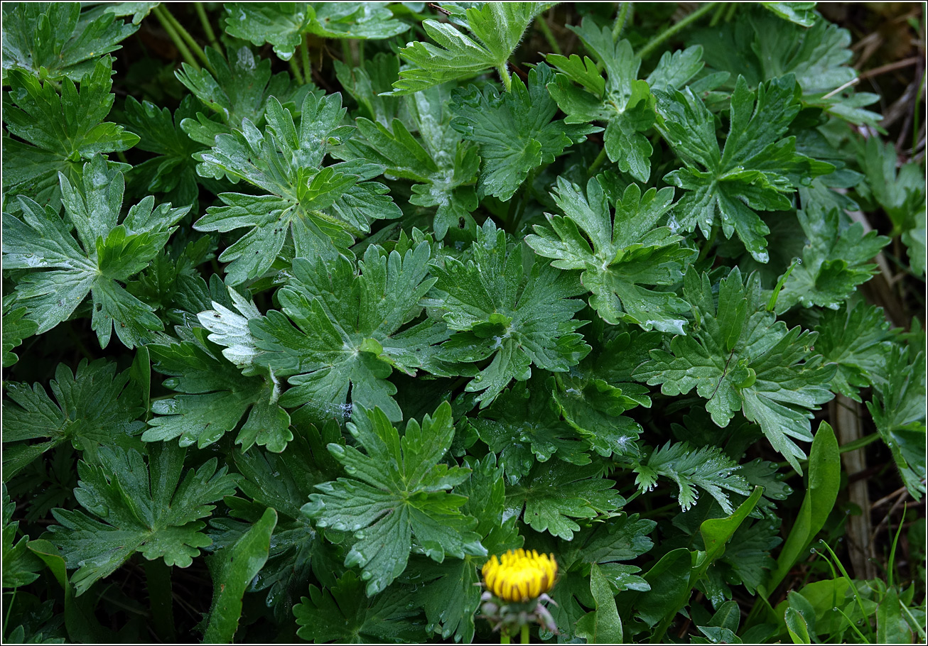 Изображение особи Geranium palustre.