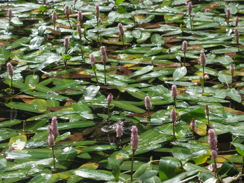 Image of Persicaria amphibia specimen.