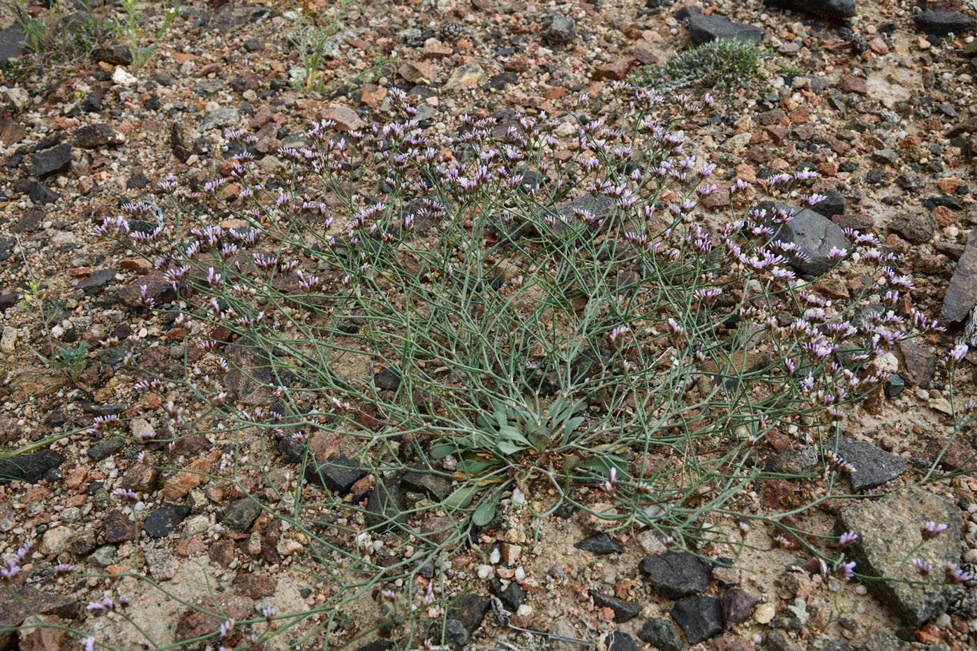 Изображение особи Limonium michelsonii.