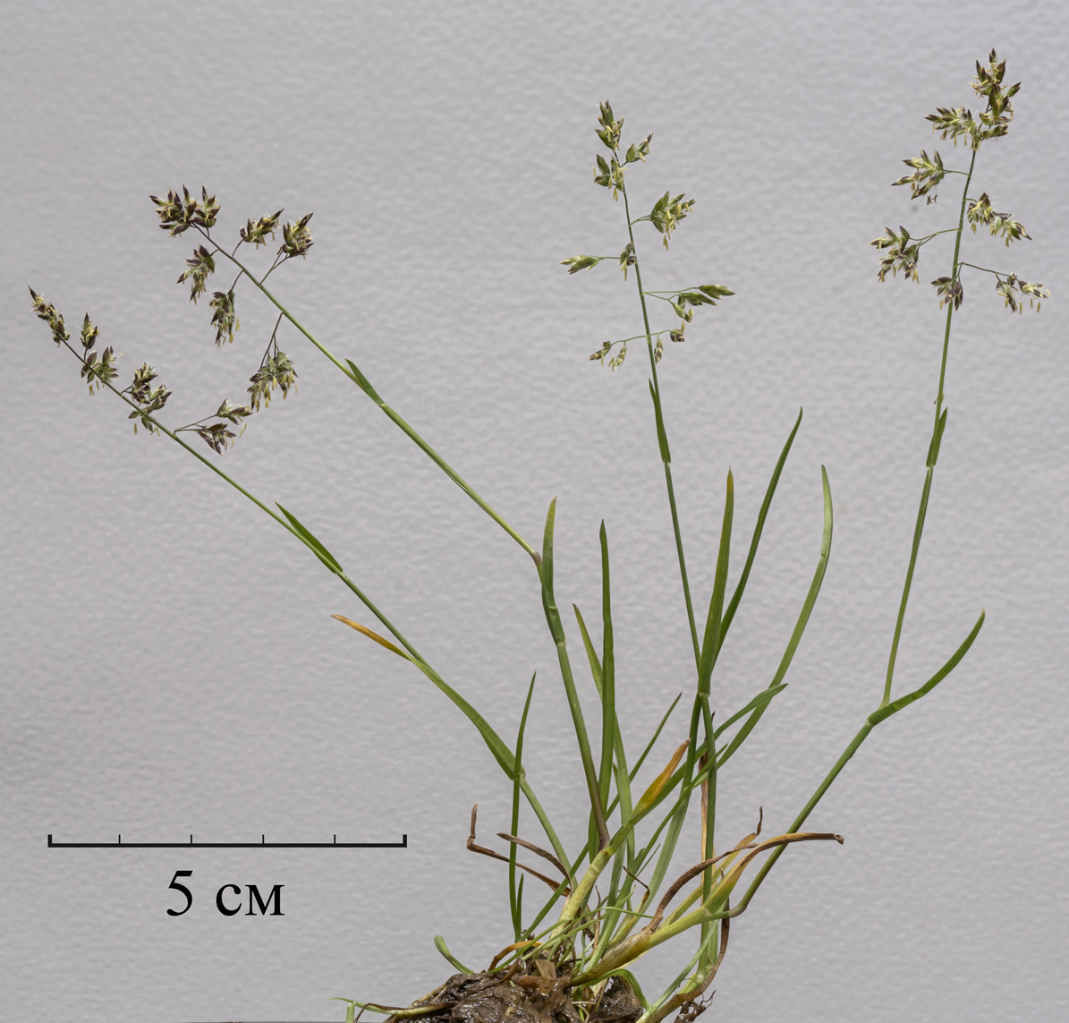 Image of Poa supina specimen.