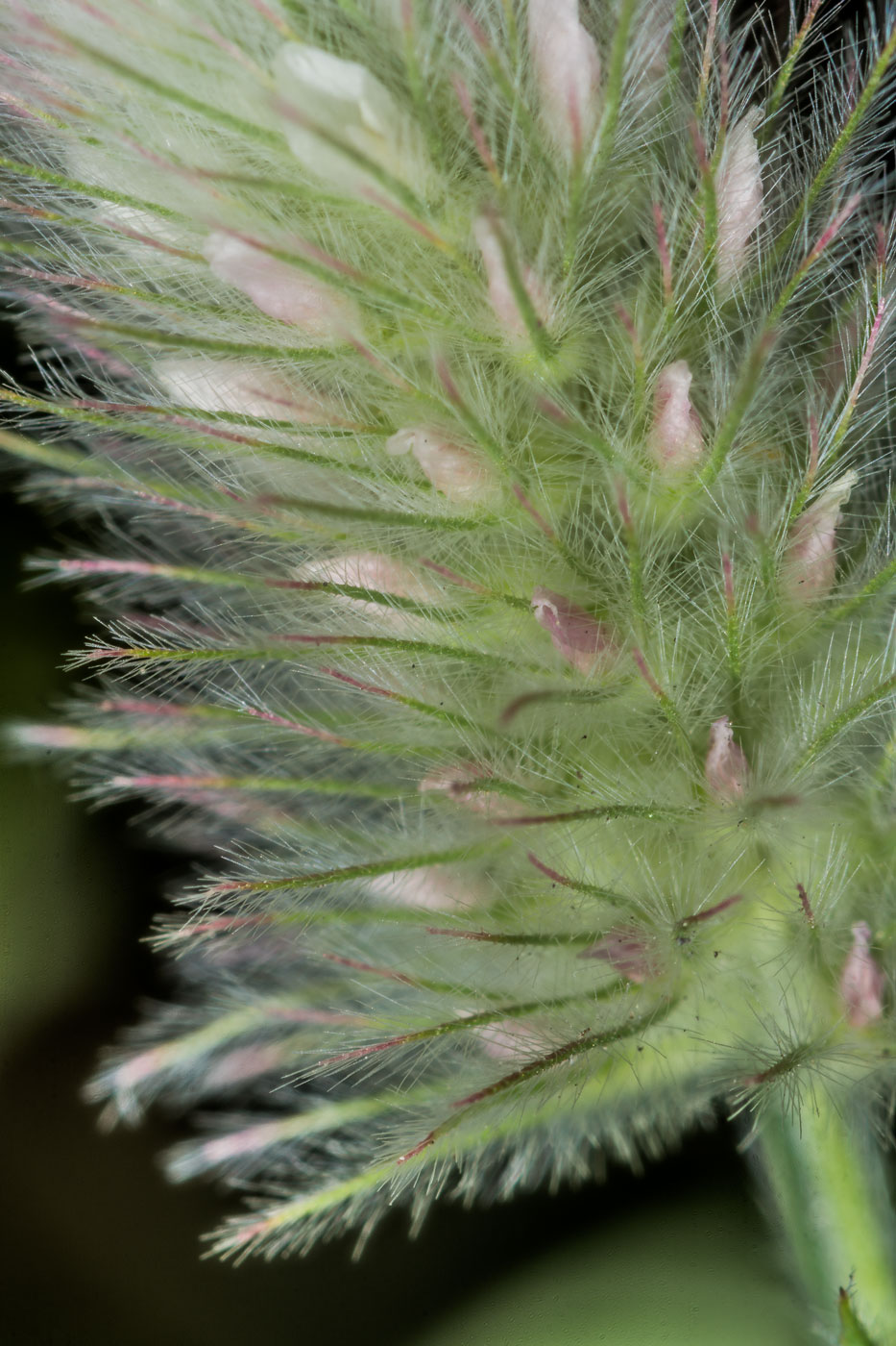 Image of Trifolium arvense specimen.